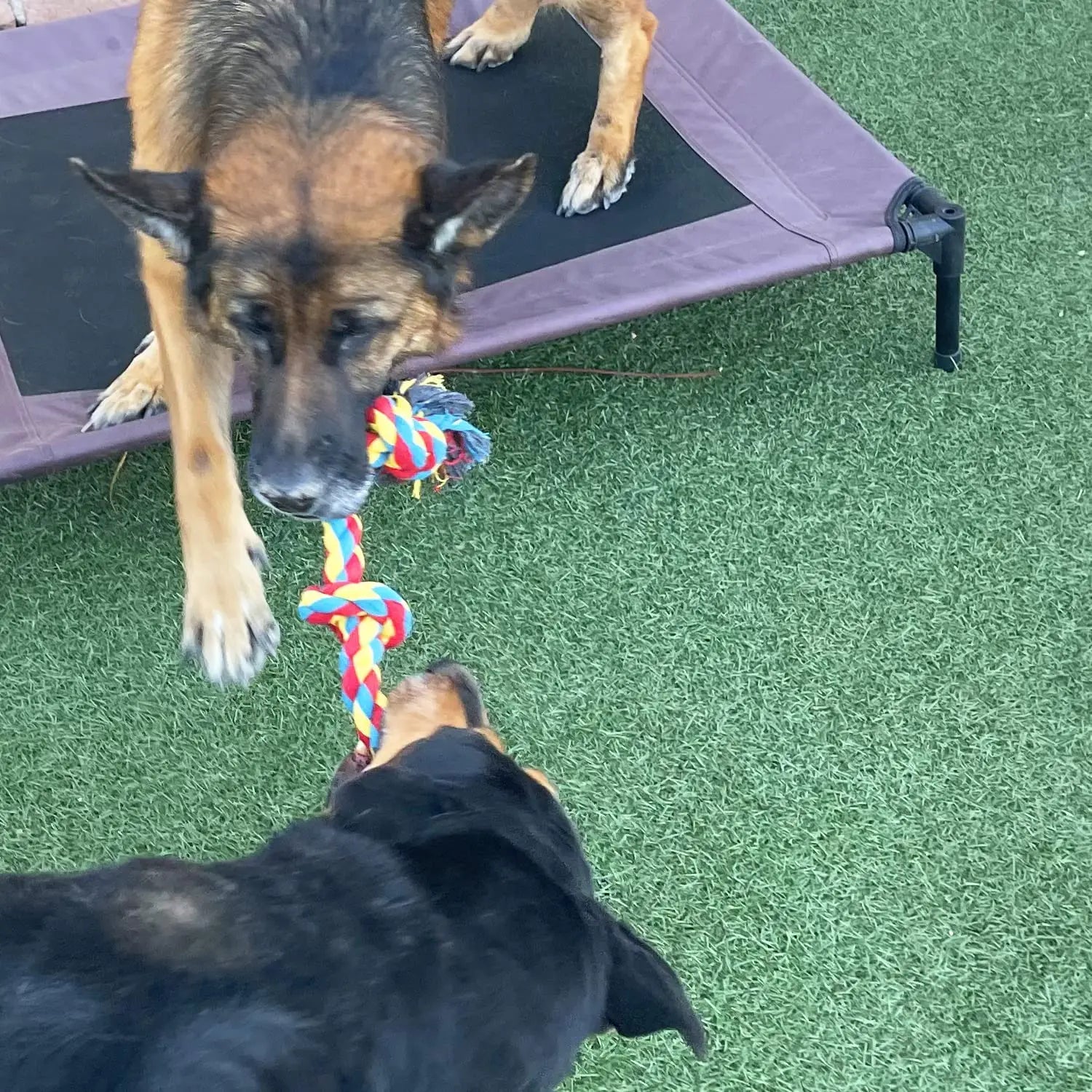 Gioco a Corda per Cani – Morso Sicuro e Pulizia dei Denti 🐾