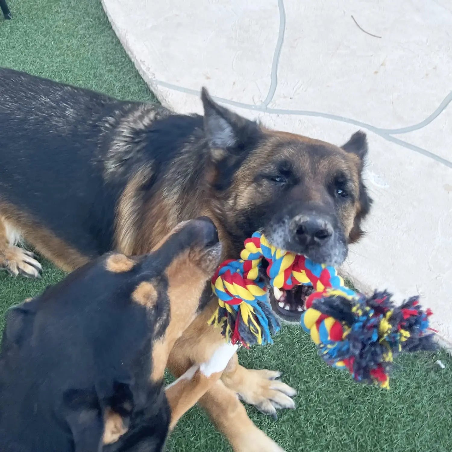 Gioco a Corda per Cani – Morso Sicuro e Pulizia dei Denti 🐾