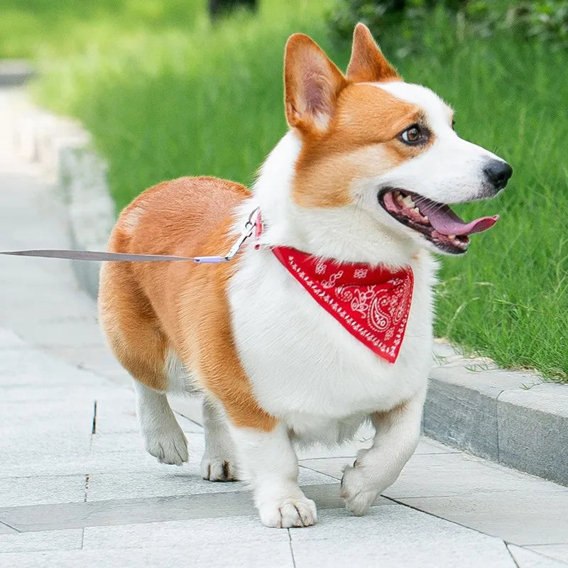 Collare con Bandana Regolabile per Cani e Gatti – Stile e Comfort per Ogni Passeggiata