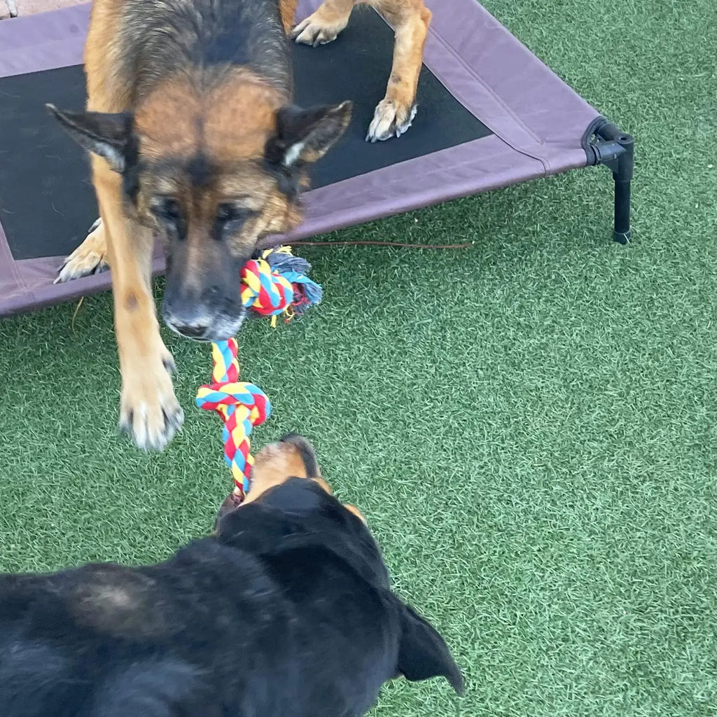 Gioco a Corda per Cani – Morso Sicuro e Pulizia dei Denti 🐾