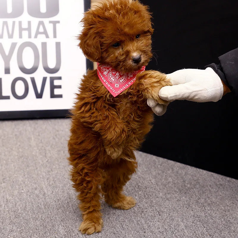 Collare con Bandana Regolabile per Cani e Gatti – Stile e Comfort per Ogni Passeggiata